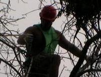 Arborist - David Steg - Tree Services of Omaha