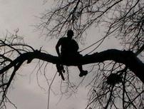 Arborist - David Steg - Tree Services of Omaha