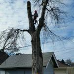 Tree Services of Omaha is a full service tree care provider in Omaha, Nebraska offering tree removal, tree trimming, stump removal, stump grinding, tree health care, and arborist consultations.