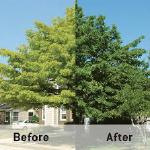 Tree Services of Omaha is a full service tree care provider in Omaha, Nebraska offering tree removal, tree trimming, stump removal, stump grinding, tree health care, and arborist consultations.